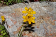 Securigera securidaca