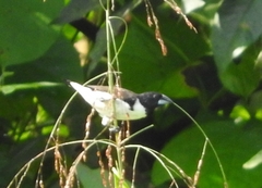 Spermestes fringilloides