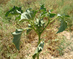 Datura ferox