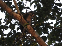 Cercopithecus ascanius whitesidei