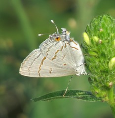 Hypolycaena philippus