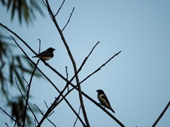 Spermestes fringilloides