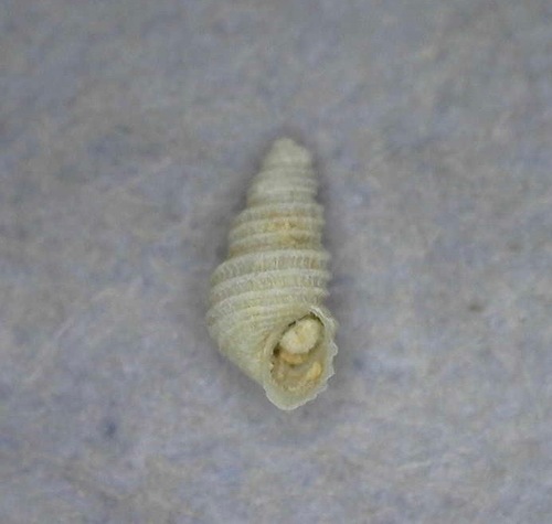 Odostomia eucosmia · iNaturalist