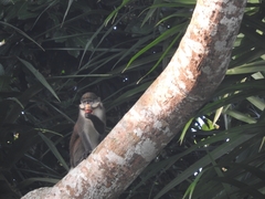 Cercopithecus ascanius whitesidei