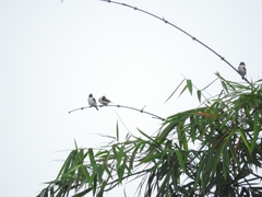 Spermestes fringilloides