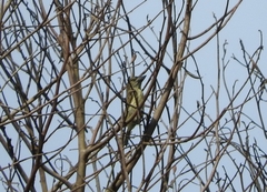 Pogoniulus scolopaceus