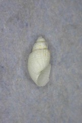 Odostomia turricula
