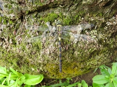 Anax tristis