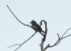 Pogoniulus subsulphureus