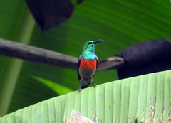 Cinnyris chloropygius