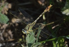 Arigomphus lentulus