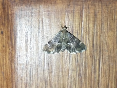 Hymenia perspectalis
