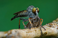 Neoitamus flavofemoratus