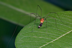 Leiobunum politum