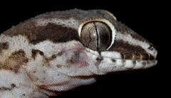 Pachydactylus formosus