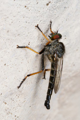 Neoitamus flavofemoratus