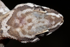 Pachydactylus formosus