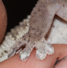 Pachydactylus formosus
