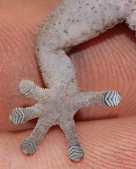 Pachydactylus formosus