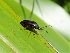 Tanychilus metallicus