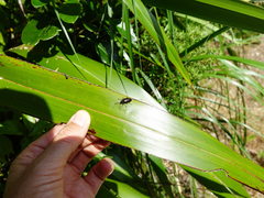Tanychilus metallicus