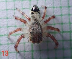 Hyllus diardi