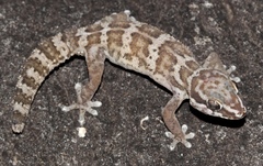 Pachydactylus formosus