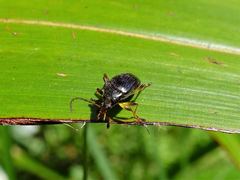 Tanychilus metallicus