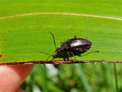 Tanychilus metallicus