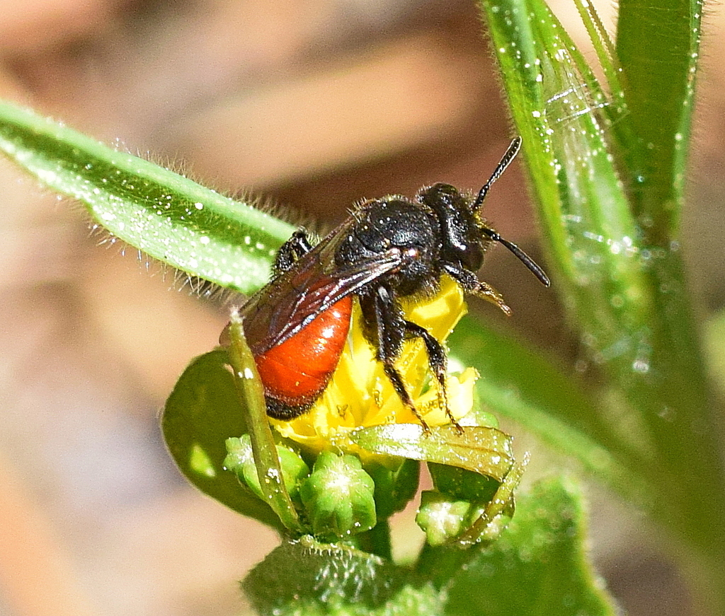 Bare-saddled Blood Bee