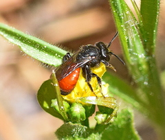 Sphecodes ephippius