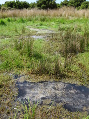 Myriophyllum triphyllum