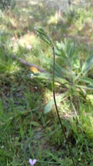 Silene gracilis