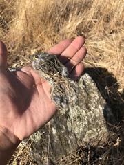 Microtus californicus