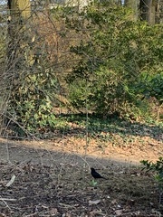 Turdus merula
