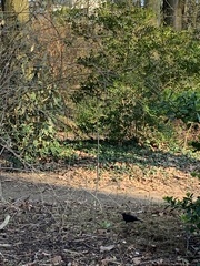 Turdus merula