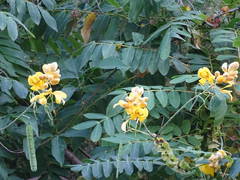 Senna nicaraguensis