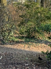 Turdus merula