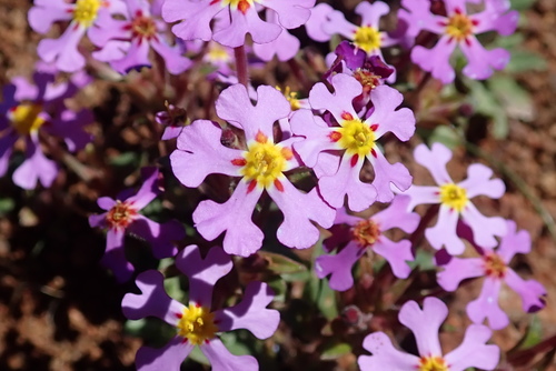 Image of Zaluzianskya venusta by no rights reserved