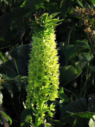 Eucomis pallidiflora image