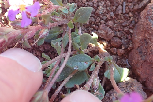 Image of Zaluzianskya venusta by no rights reserved