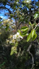 Pyrus bourgaeana