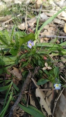 Viola kitaibeliana