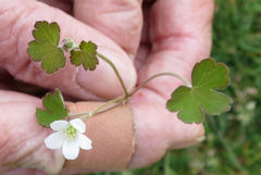 Geranium microphyllum