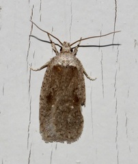 Agonopterix argillacea