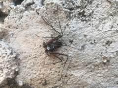 Paraphrynus chacmool