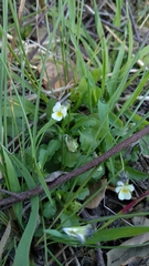 Viola kitaibeliana