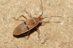 Dysdercus bimaculatus