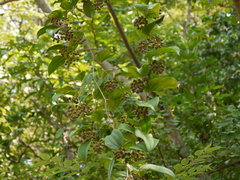 Smilax ovalifolia