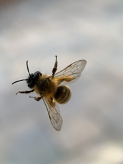 Andrena nigroaenea